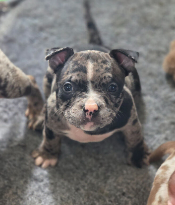 ABKC american pocket bullys