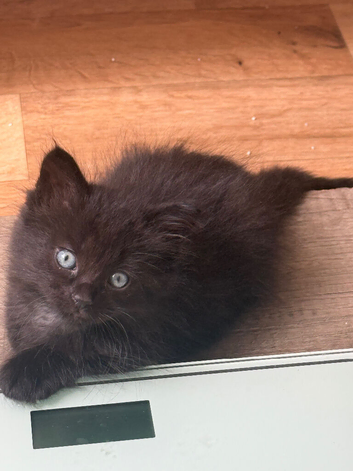 Part maine coon mixed kittens