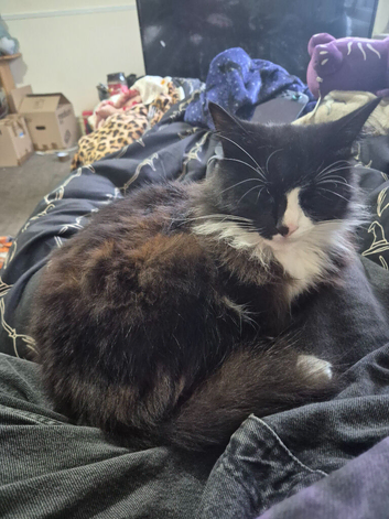 tuxedo longhair cat