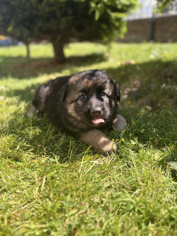 Long Haired GSD Pup