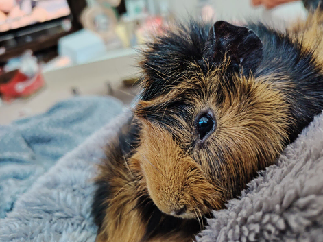 Guinea pig brothers