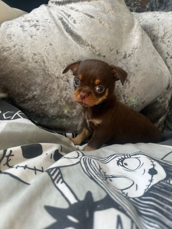 Choclate tan smoothcoat male