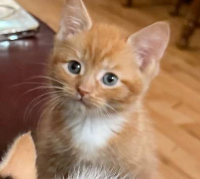 4 adorable kittens