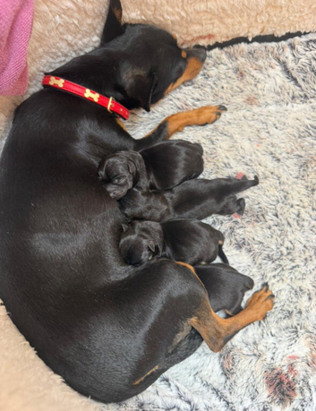 Chihuahua  puppies