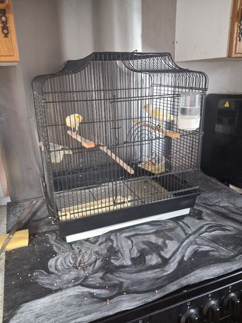 Bird and cage