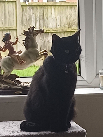 Lost cat