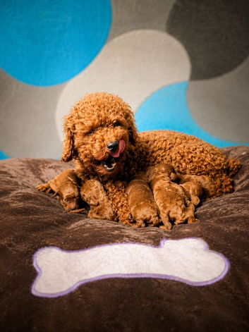 Beautiful Red Toy Poodle Puppies