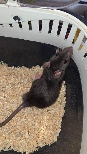 Gorgeous baby Rats Ready to Go Mainly Top Eared