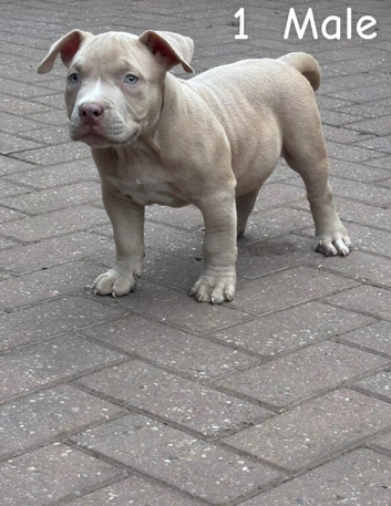 AB KC registered American pocket bullys