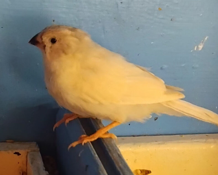 Zebra Finches