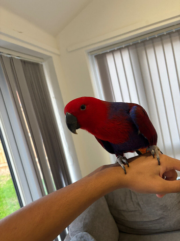 Super tame eclectus