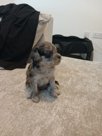 Currently 6 weeks old puppy&rsquo;s