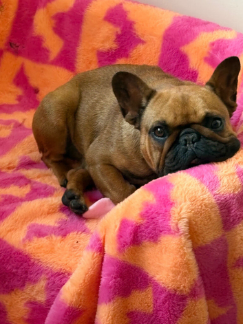 1 year old french bulldog