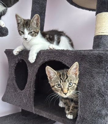 Trained girl and boy kittens ready to go!