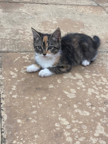 One lovely girl looking for new home