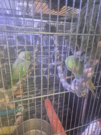 A pair of green ringnecks