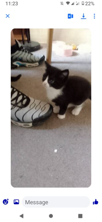 Kittens