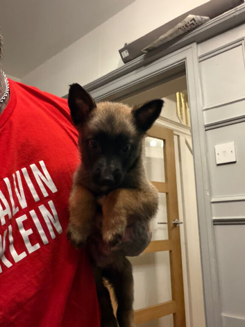 Belgian Malinois pups ready to go 17th July