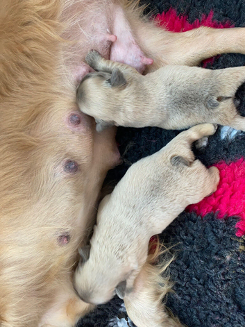 French bulldog puppies