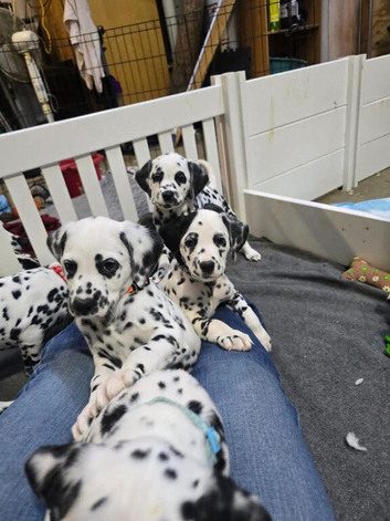Gorgeous Girls And Boys DNA Tested Dalmatan Puppies