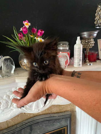 Mainecoon cross