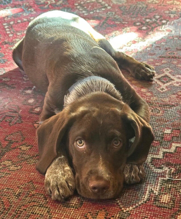 Beautiful 8-month-old Beagle &times; Labrador looking for his forever home