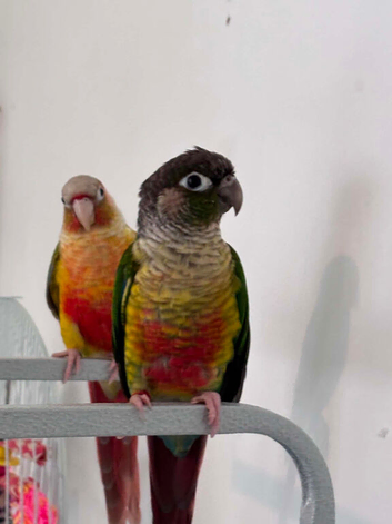 Pair of Conure male and female baby&rsquo;s