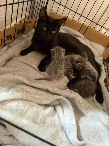 5 beautiful kittens for sale