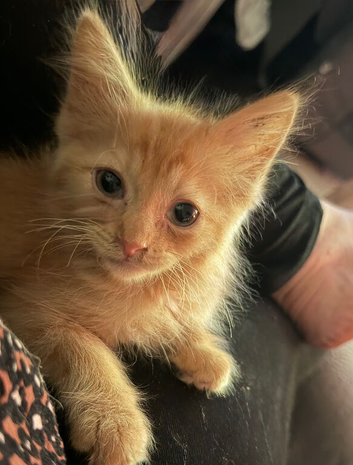 Ragdoll Shpynx cross kittens