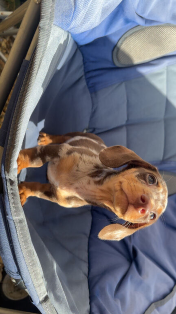 Exceptional KC Registered Miniature Dachshund &ndash; Chocolate Dapple Male