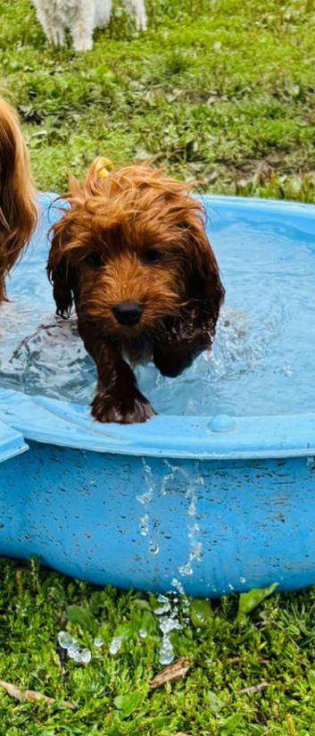 Sad rehoming of a beautiful cavapoo girl
