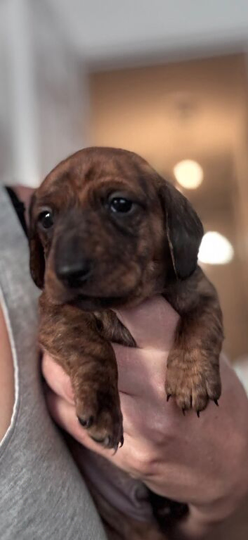 PRA clear Miniature Dachshund Boys.