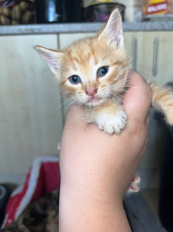 Beautiful kittens for sale