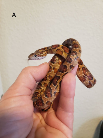 Juvenile corn snakes