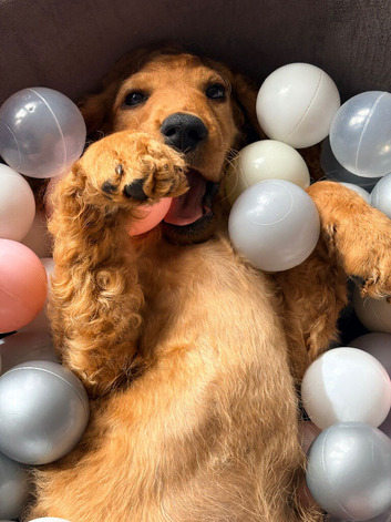 Carmel cockapoo