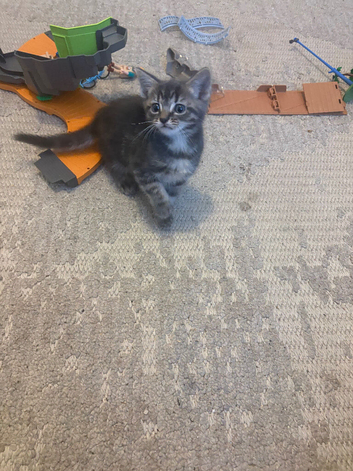 2 beautiful kittens