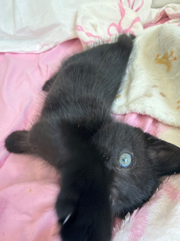 Beautiful kitten female needing home