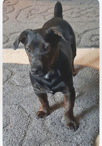 Jack russle boy
