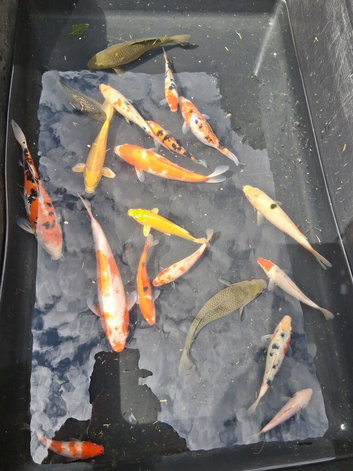 Koi carp