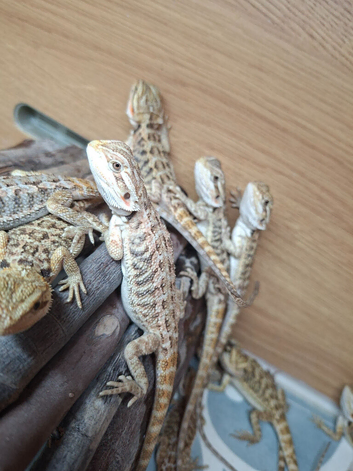 Baby bearded dragons for sale