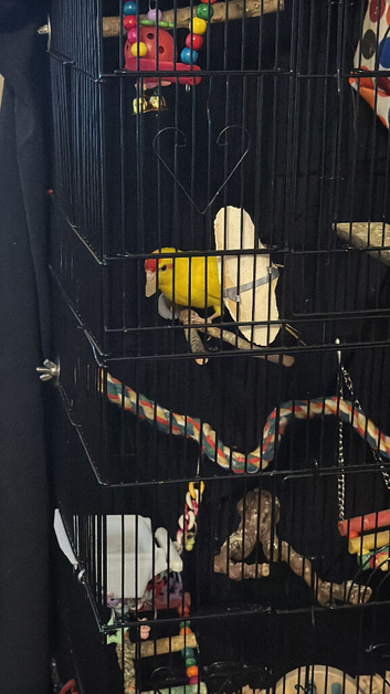 Female kakariki
