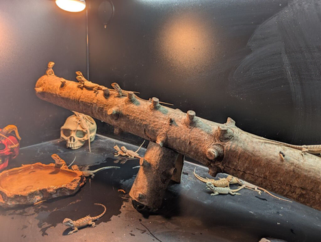 Baby bearded dragons (mixed)
