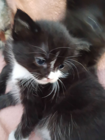 Kittens