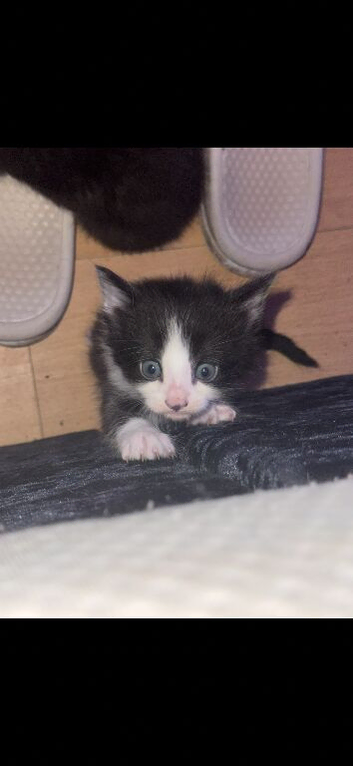 Kittens