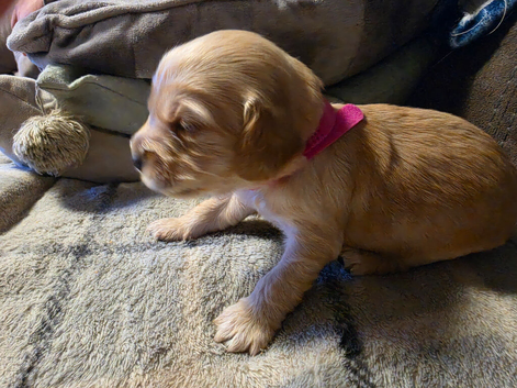 F1b Cockapoo Puppies
