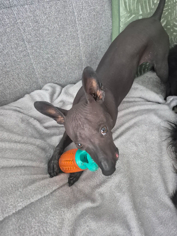 Mexican hairless zolo