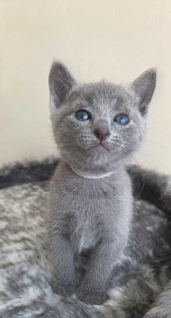 Russian blue