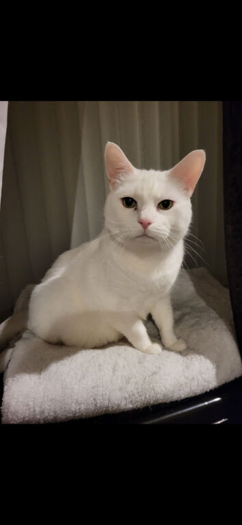 Pure white male cat