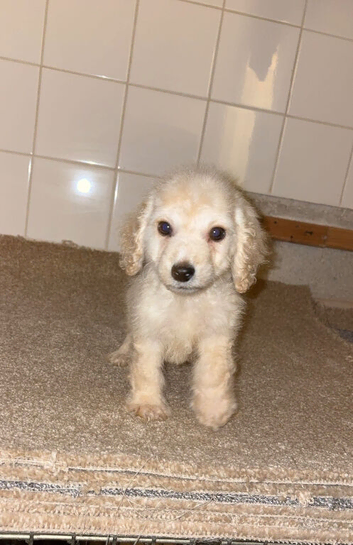 Cockerpoo