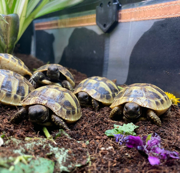 Hermann's Tortoise Hatchlings / Babies